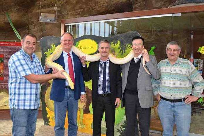 "Albert", die siebenjährige und 32 Kilo schwere Albino-Python-Schlange